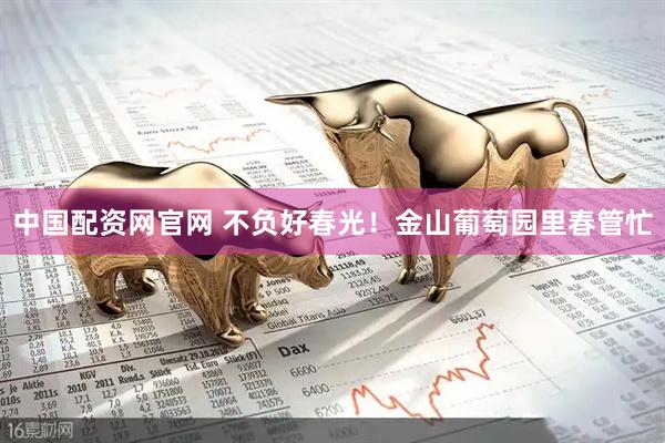 中国配资网官网 不负好春光！金山葡萄园里春管忙
